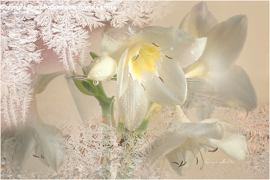 Blossom, Flower, Peony, Plant, Daffodil, Flora, Flower Arrangement