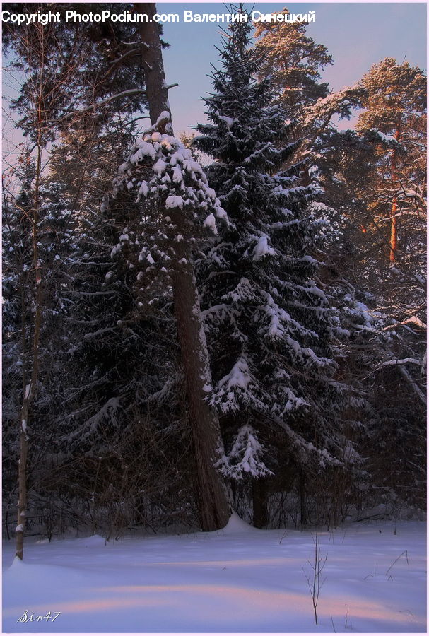 Conifer, Fir, Spruce, Wood, Plant, Tree, Landscape