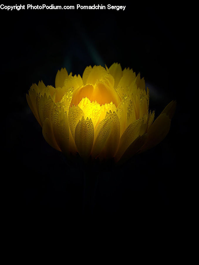 Flower, Lily, Plant, Pond Lily, Blossom, Peony, Flora
