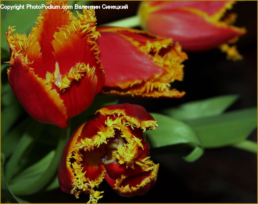 Cactus, Plant, Flora, Flower, Gladiolus, Blossom, Tulip