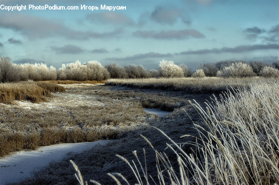 Grass, Plant, Reed, Field, Grassland, Land, Outdoors