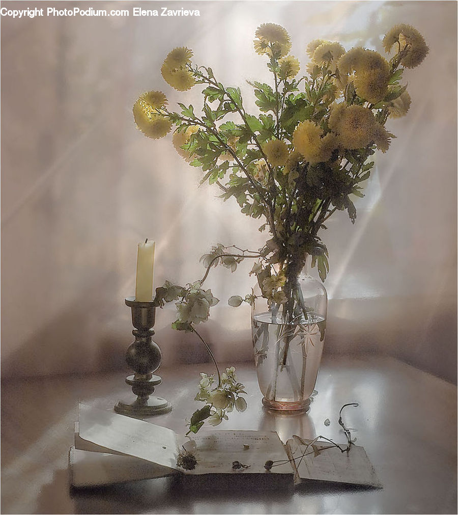 Plant, Potted Plant, Floral Design, Flower, Flower Arrangement, Flower Bouquet, Ikebana