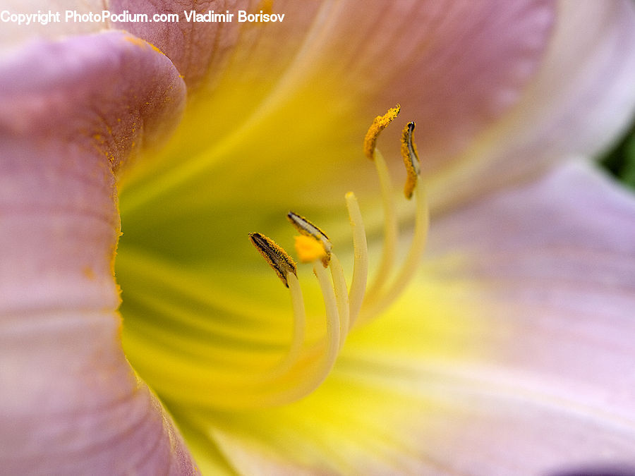 Flora, Flower, Hibiscus, Plant, Poppy, Blossom, Crocus