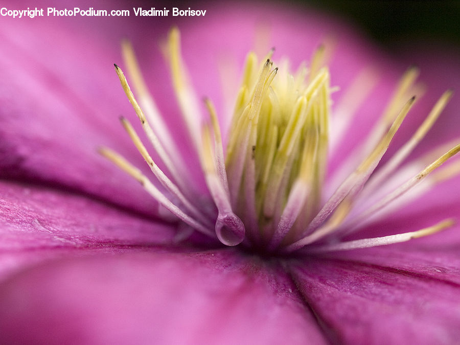 Blossom, Flora, Flower, Geranium, Plant, Pollen, Anther