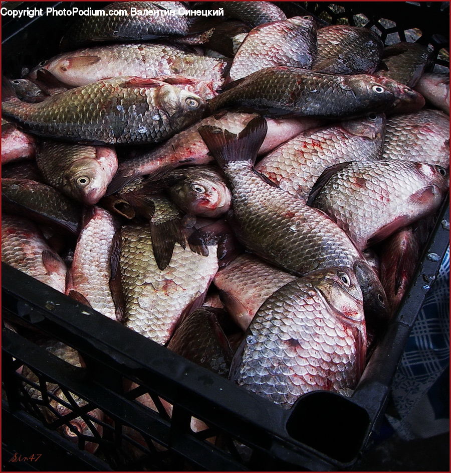 Fish, Sea Life, Food, Seafood, Mullet Fish, Herring, Sardine
