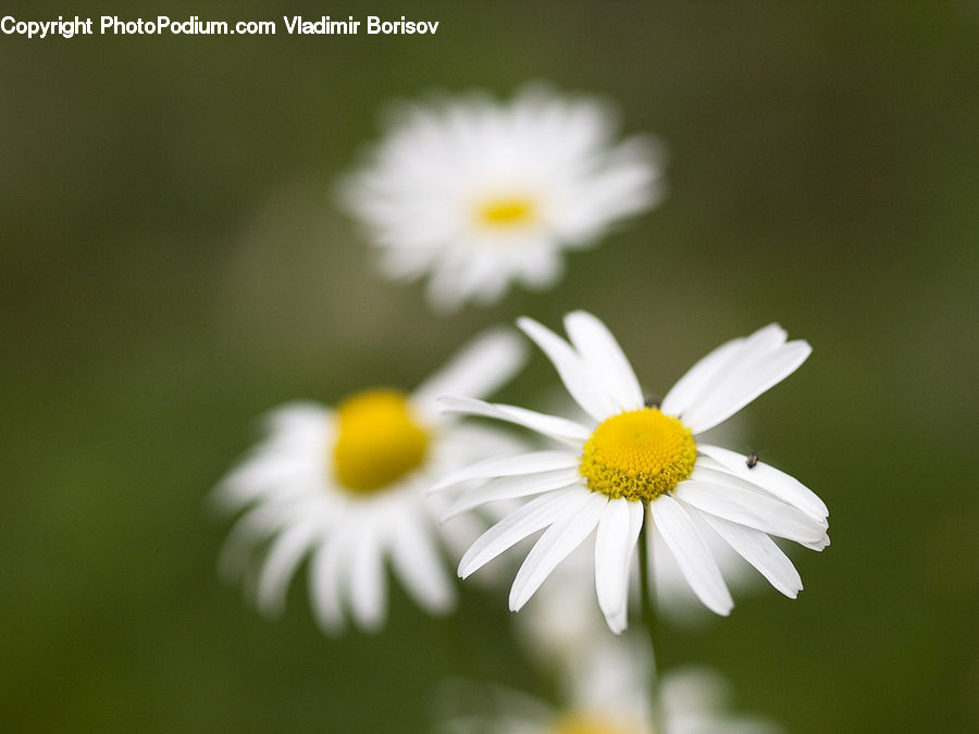 Daisies, Daisy, Flower, Plant, Asteraceae, Blossom, Flora