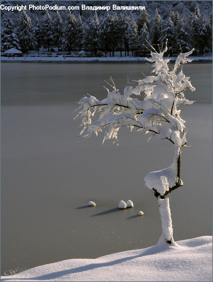 Ice, Outdoors, Snow, Icicle, Winter, Bird, Seagull