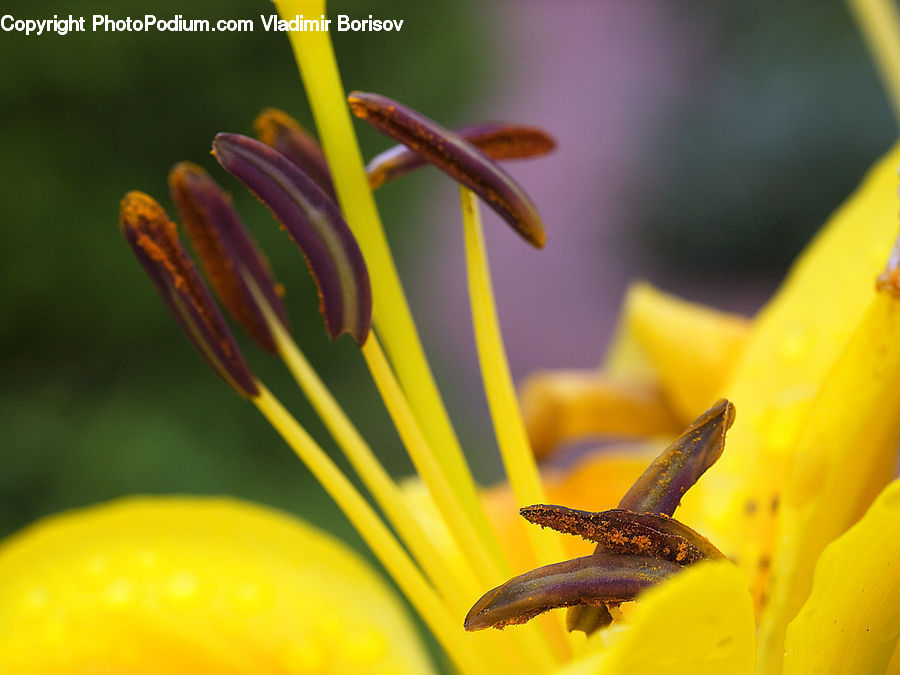 Flora, Pollen, Anther, Flower, Petal, Plant, Lily
