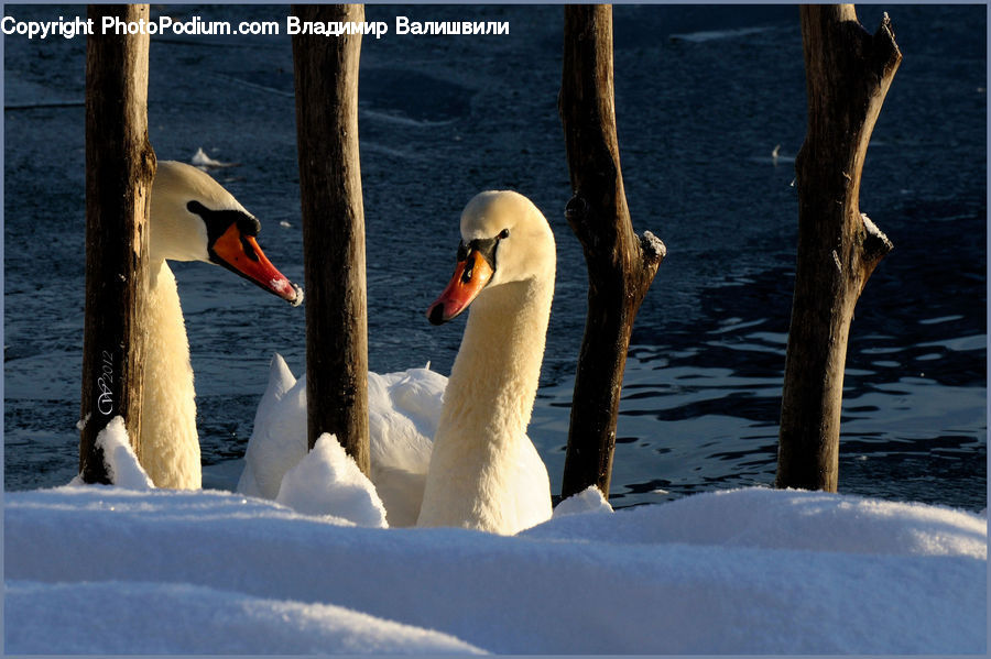 Bird, Swan, Waterfowl, Booby, Beak, Goose, Outdoors