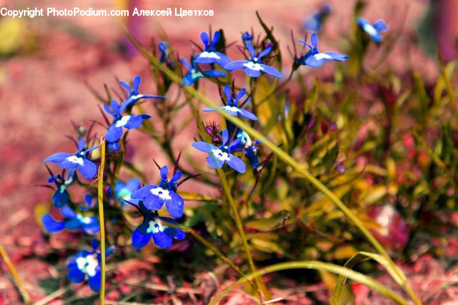 Blossom, Flora, Flower, Plant, Iris, Lupin, Fiber