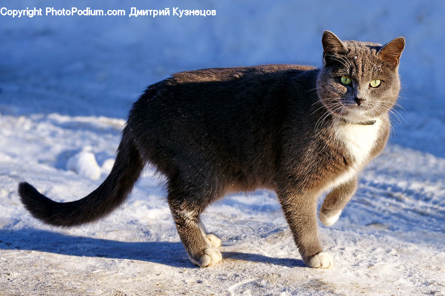 Abyssinian, Animal, Cat, Mammal, Pet, Manx