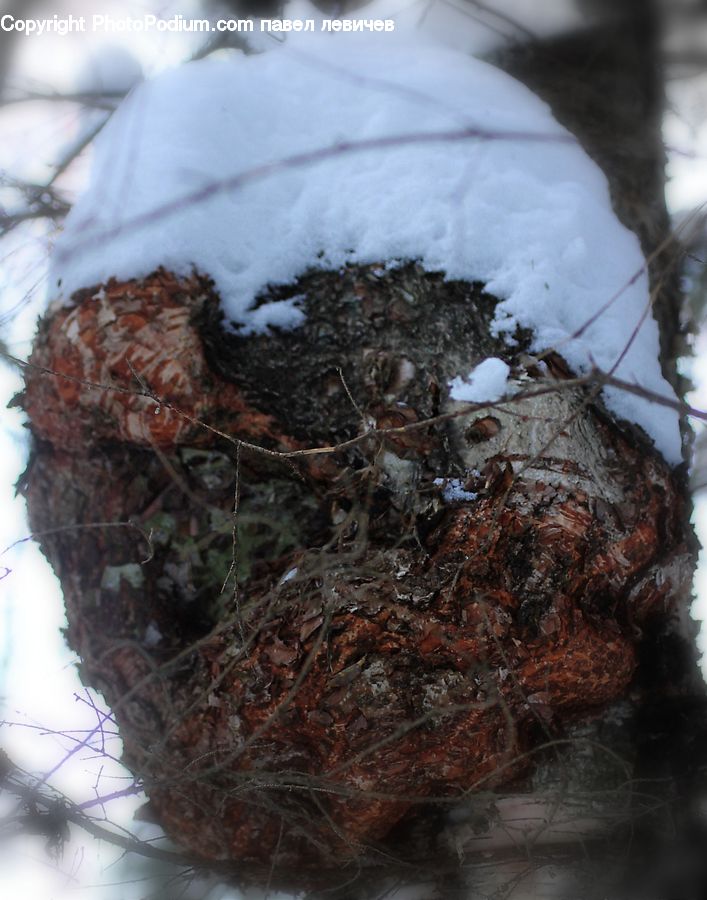 Bird Nest, Nest, Brownie, Chocolate, Cookie, Dessert, Food