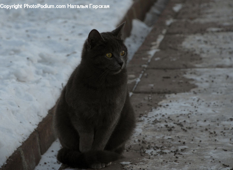 Animal, Black Cat, Cat, Mammal, Pet, Manx, Abyssinian