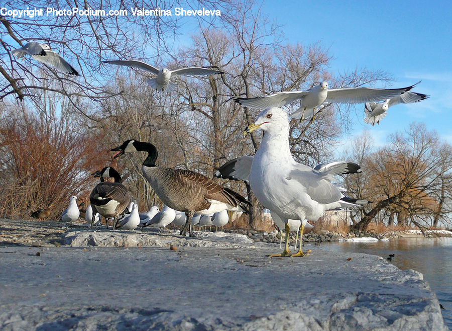Bird, Seagull, Goose, Waterfowl, Booby, Crane Bird, Heron