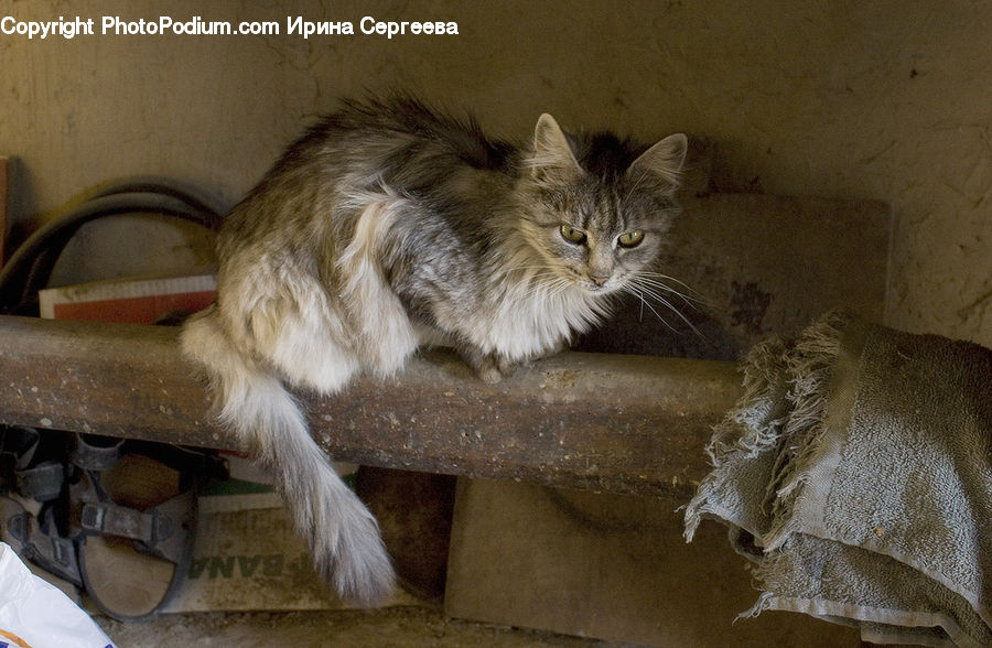 Animal, Cat, Mammal, Manx, Pet, Kitten, Furniture