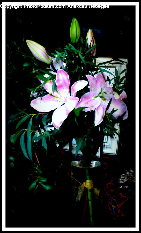 Floral Design, Plant, Potted Plant, Blossom, Flora, Flower, Flower Arrangement