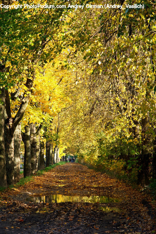 Dirt Road, Gravel, Road, Forest, Vegetation, Plant, Tree