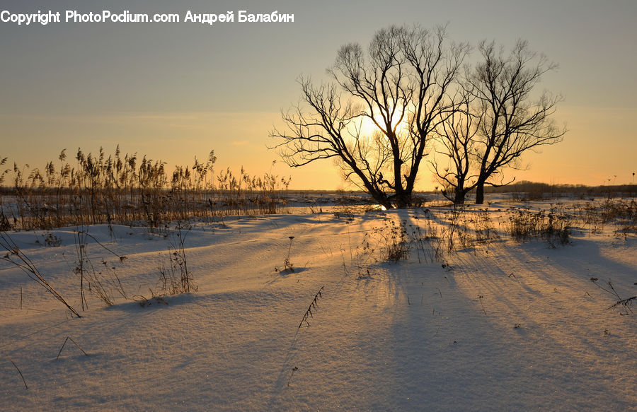 Flood, Field, Grass, Grassland, Plant