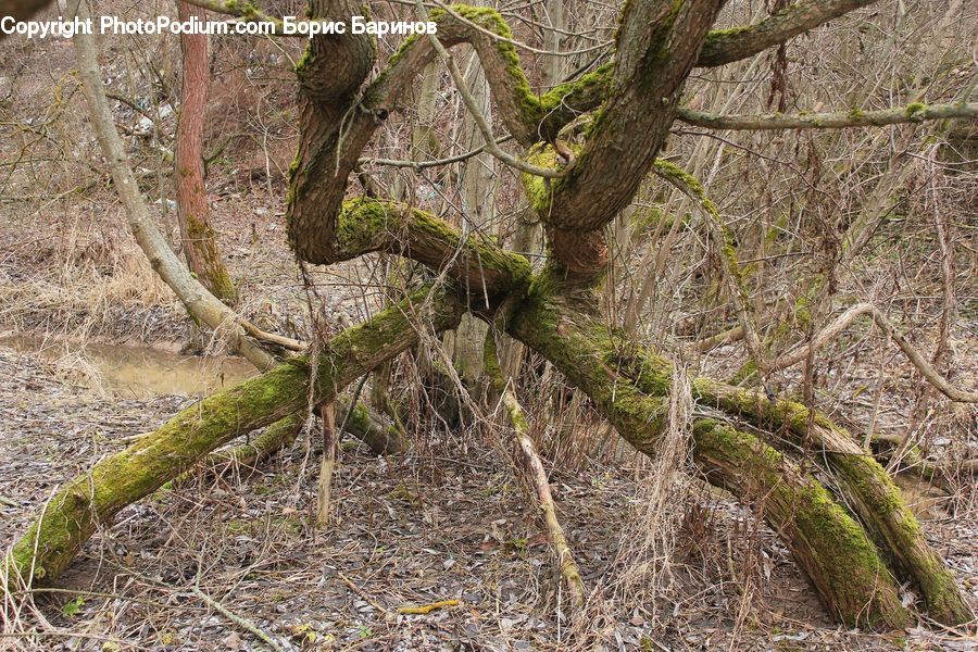 Root, Plant, Tree, Oak, Wood, Forest, Vegetation