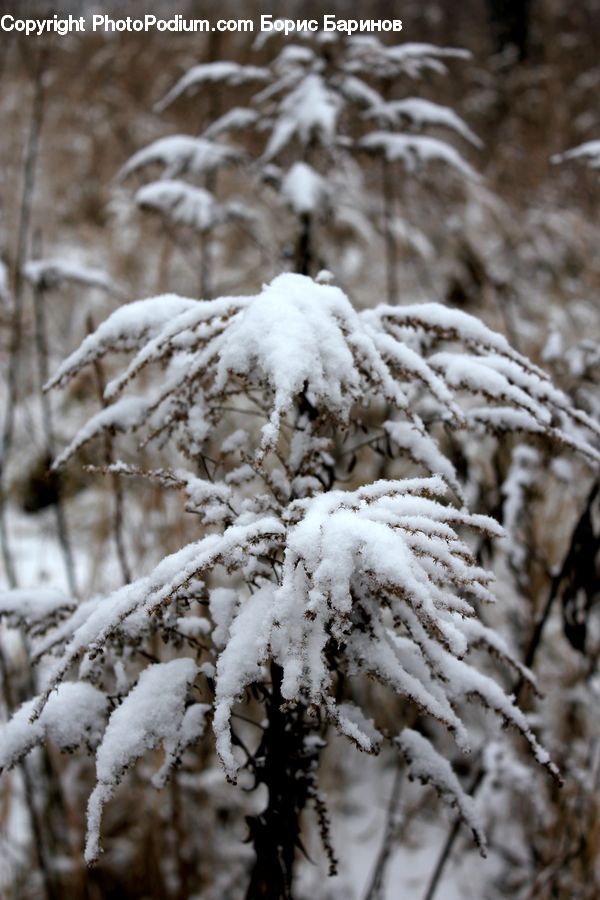 Frost, Ice, Outdoors, Snow, Conifer, Fir, Plant