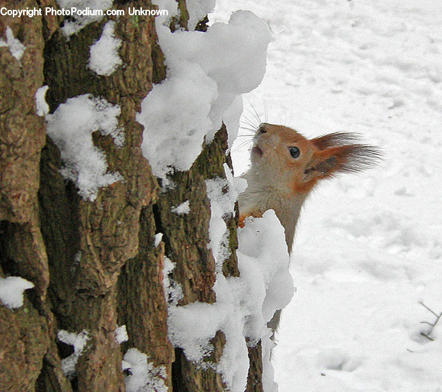 Animal, Bunny, Hare, Mammal, Rabbit, Rodent, Bird