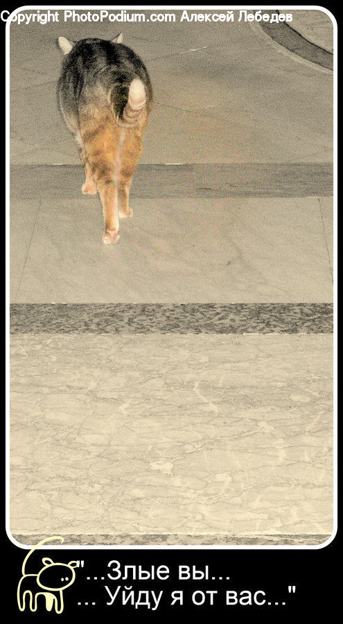 Animal, Cat, Mammal, Manx, Pet