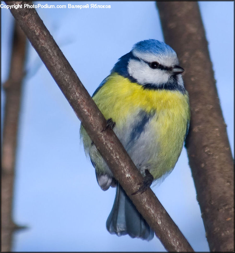 Bee Eater, Bird, Canary, Finch