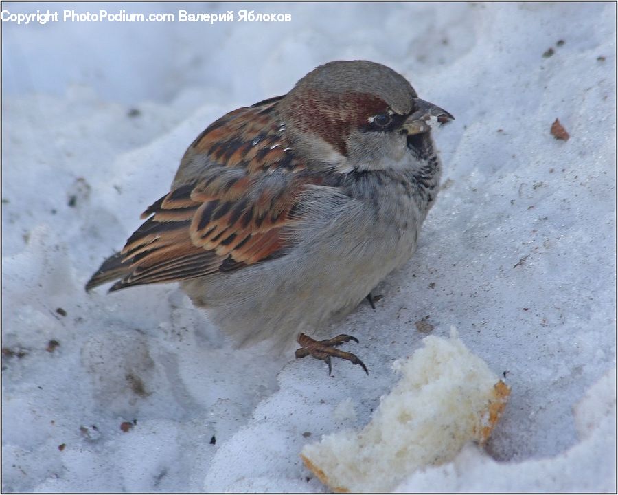 Bird, Sparrow, Finch