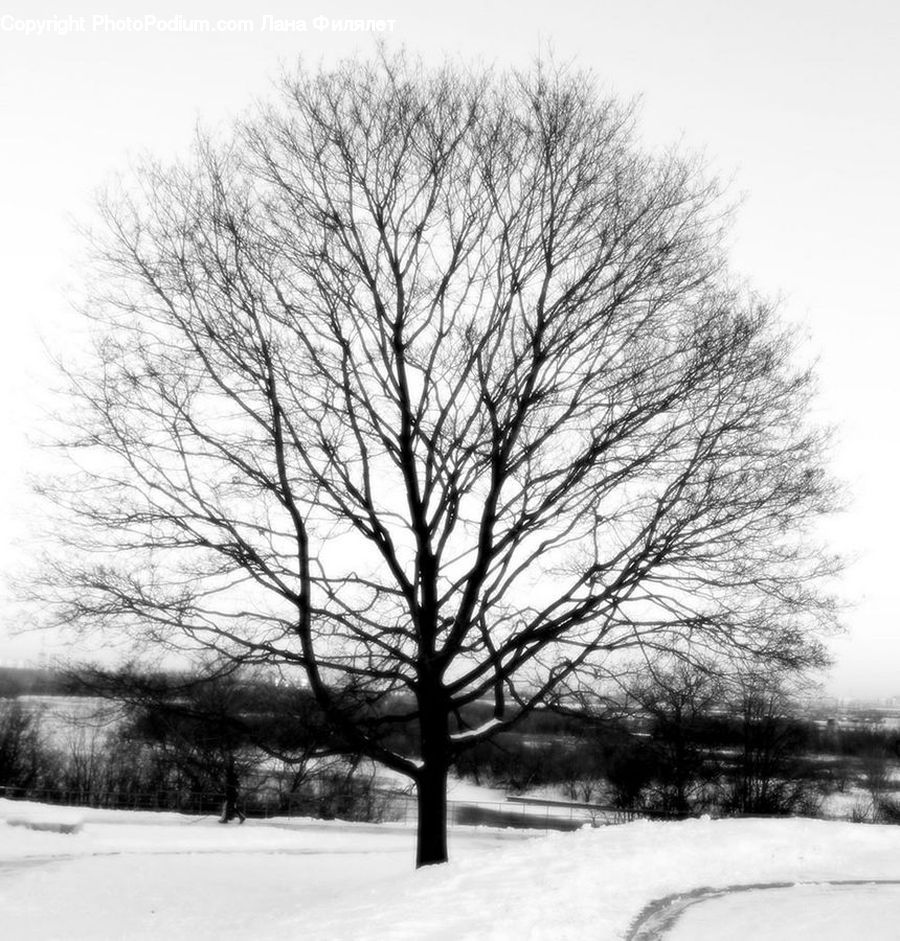 Plant, Tree, Oak, Wood, Countryside, Outdoors, Ice