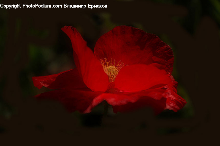 Flora, Flower, Hibiscus, Plant, Poppy, Blossom, Geranium