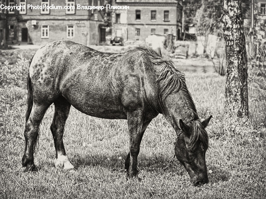 Drawing, Sketch, Animal, Horse, Mammal, Architecture, Court