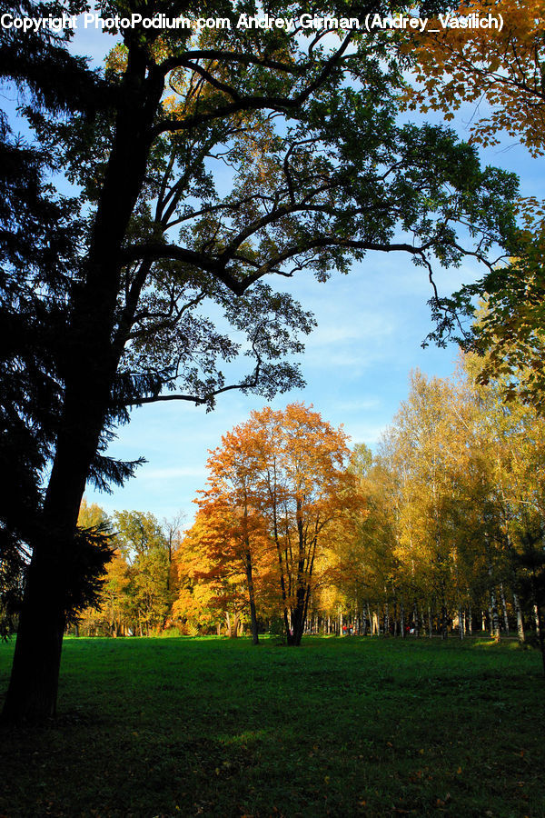 Park, Conifer, Fir, Plant, Tree, Forest, Vegetation