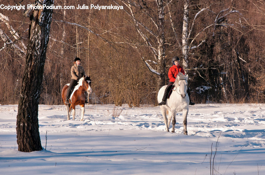 People, Person, Human, Animal, Horse, Mammal, Equestrian