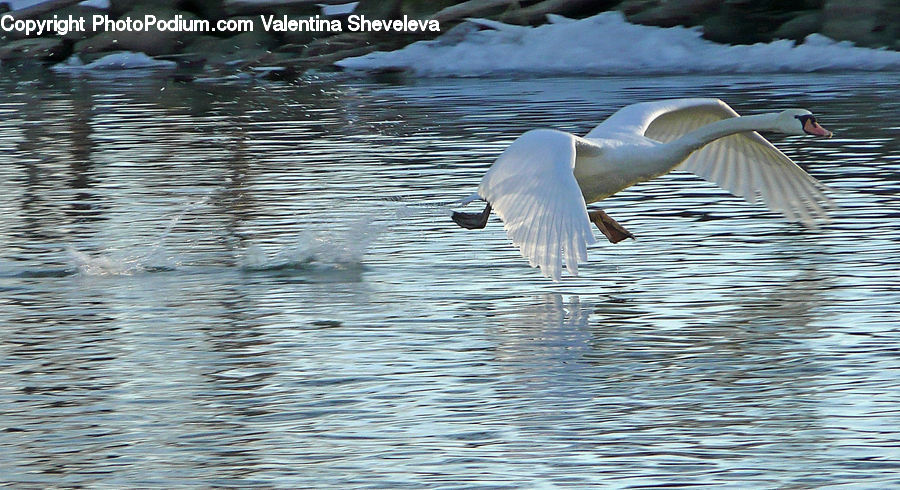 Bird, Goose, Waterfowl, Ardeidae, Crane Bird, Heron, Swan