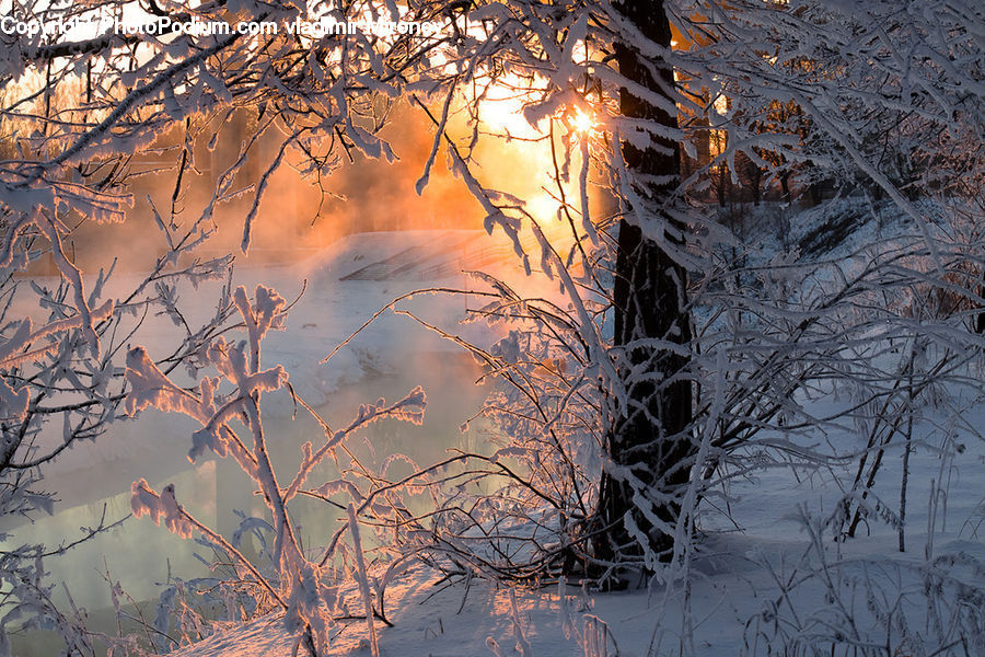 Frost, Ice, Outdoors, Snow, Birch, Tree, Wood