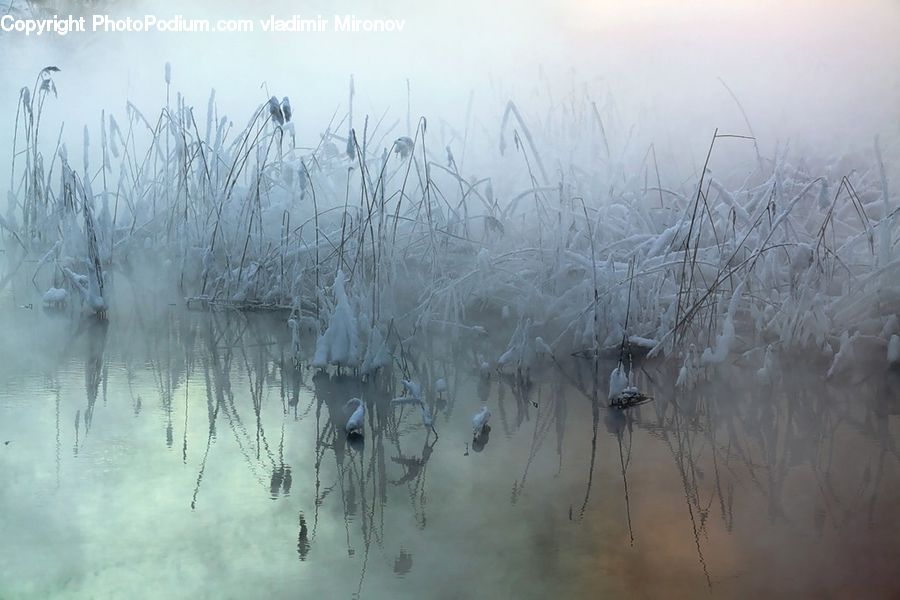 Grass, Plant, Reed, Field, Grassland, Land, Marsh