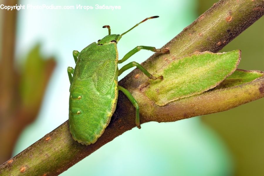 Cricket Insect, Grasshopper, Insect, Invertebrate