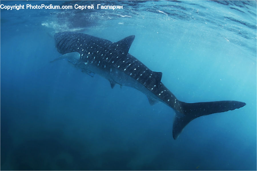 Fish, Sea Life, Shark, Great White Shark