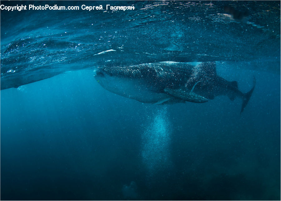 Fish, Great White Shark, Sea Life, Shark