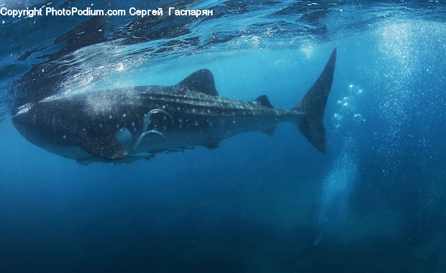 Water, Fish, Great White Shark, Sea Life, Shark, Ocean, Outdoors