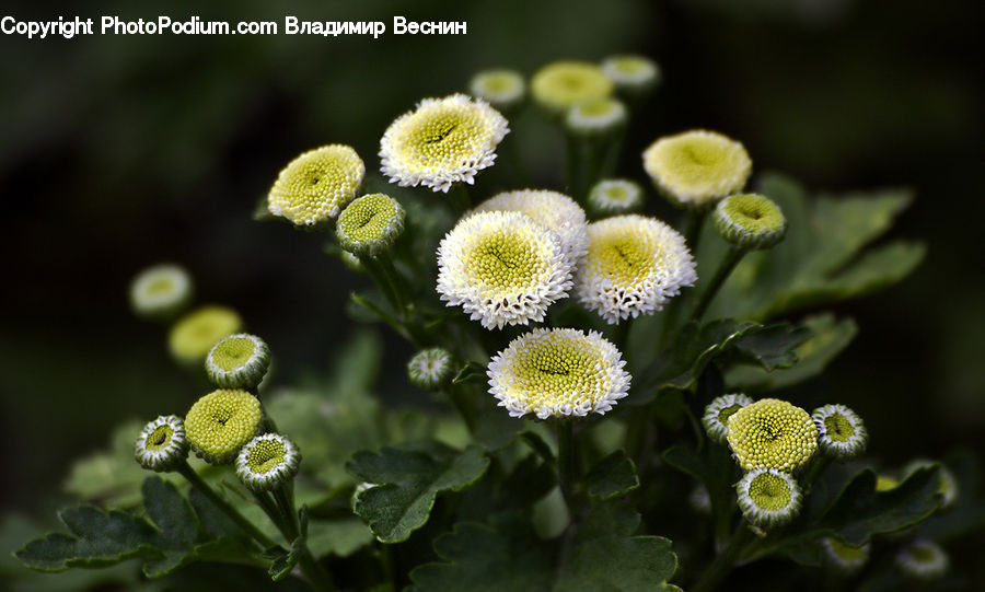 Blossom, Flora, Flower, Plant, Asteraceae, Sunflower, Daisies