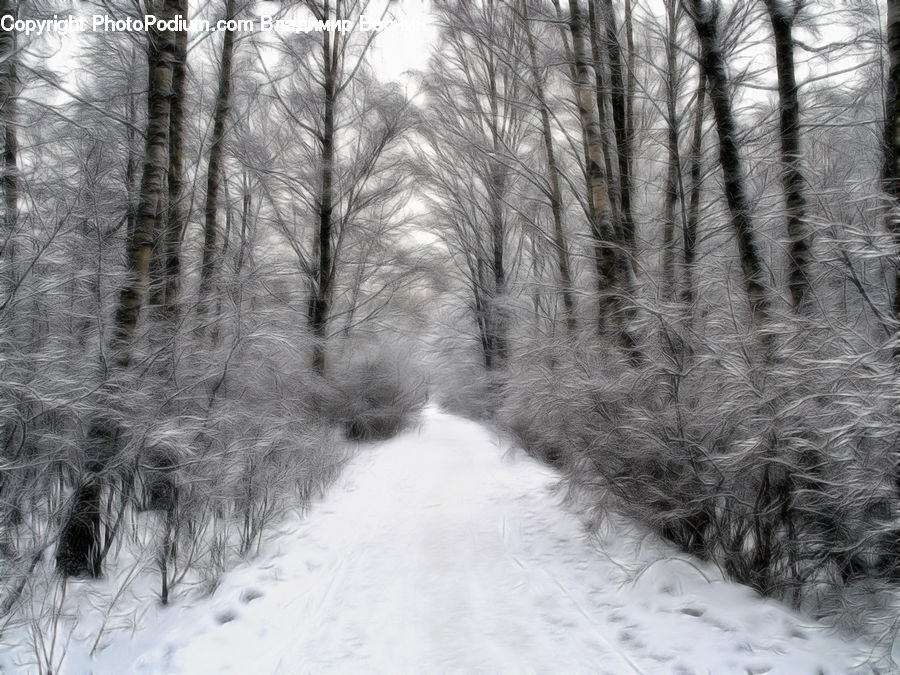 Path, Trail, Forest, Vegetation, Grove, Land, Birch
