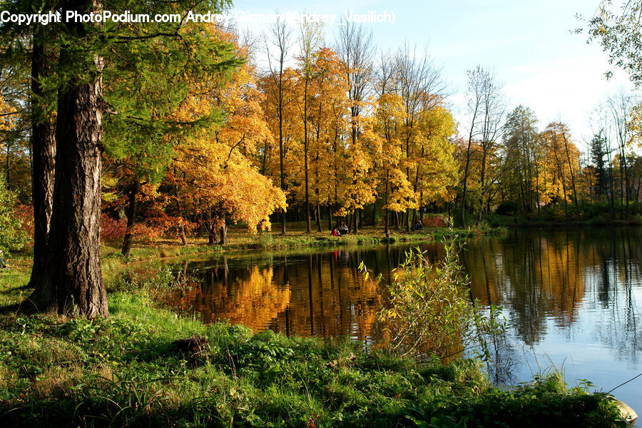 Forest, Grove, Land, Vegetation, Outdoors, Pond, Water