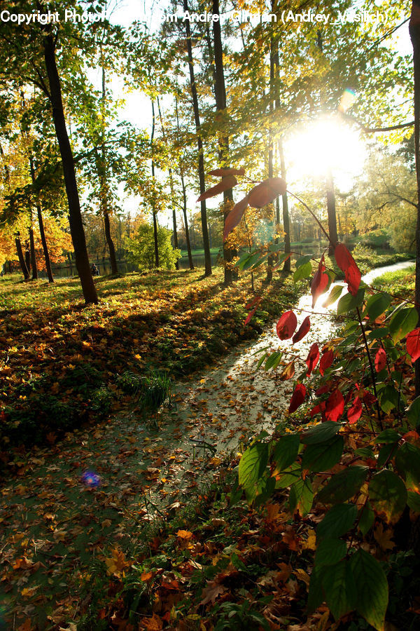 Plant, Vine, Flare, Light, Sunlight, Moss, Blossom