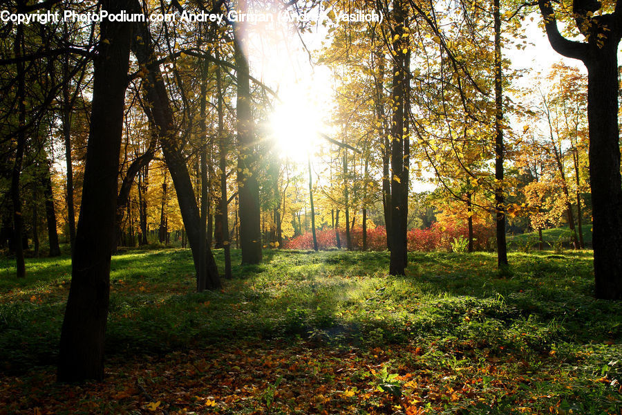 Forest, Vegetation, Grove, Land, Flare, Light, Sunlight