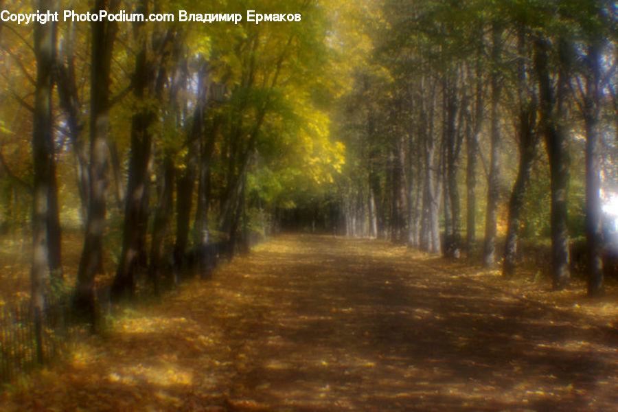 Dirt Road, Gravel, Road, Forest, Vegetation, Flare, Light