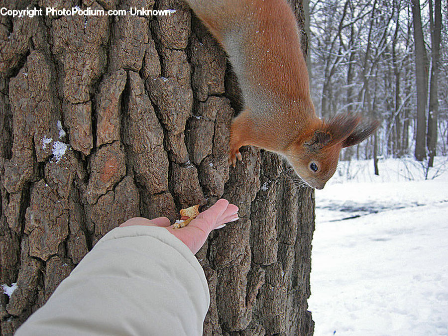 Leisure Activities, Tree Trunk, Rock, Animal, Canine, Fox, Grey Fox