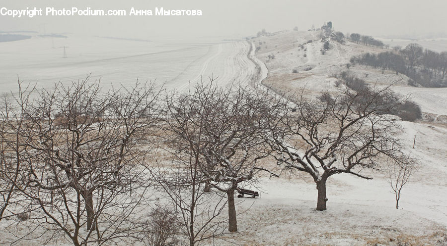 Ice, Outdoors, Snow, Landscape, Nature, Scenery, Plant