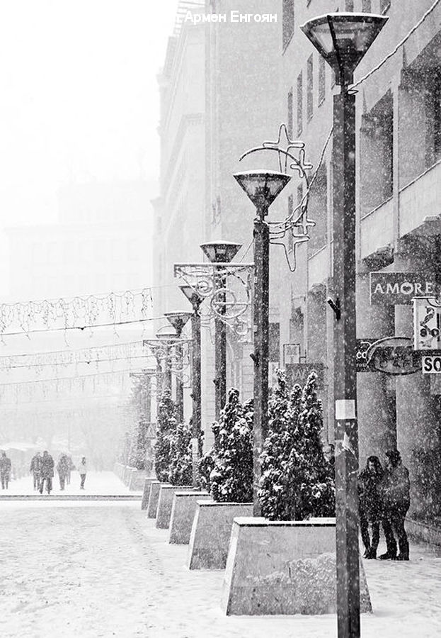 Blizzard, Outdoors, Snow, Weather, Winter, Plant, Potted Plant