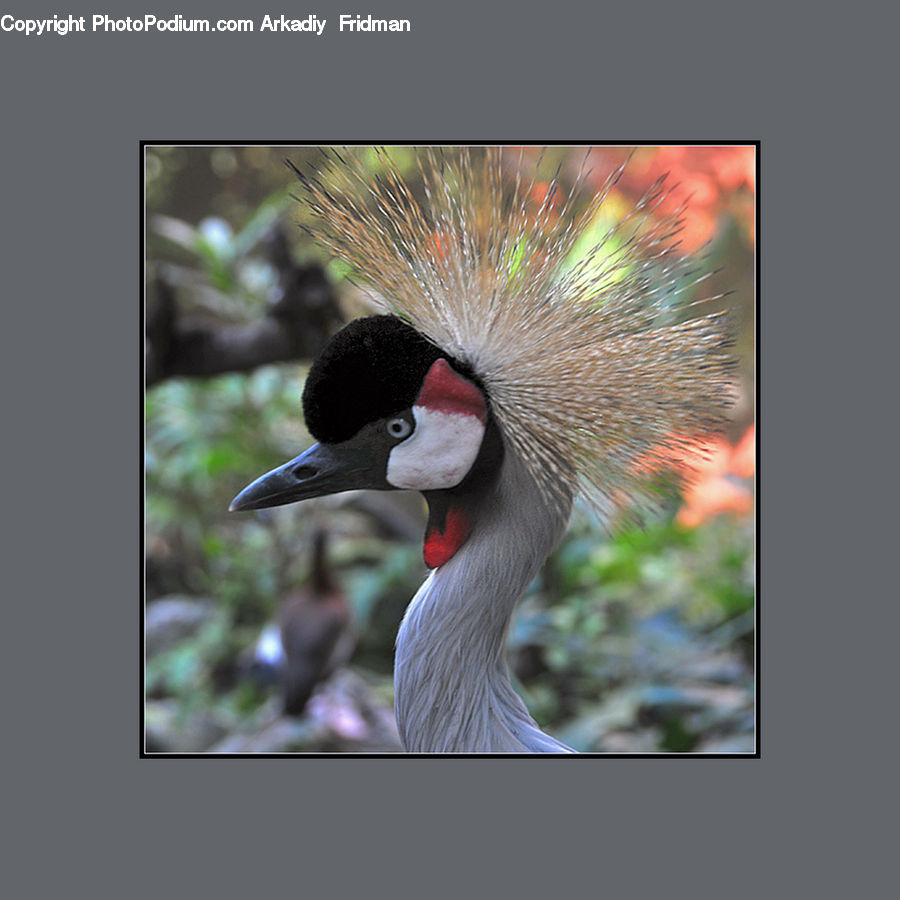 Bird, Crane Bird, Heron, Flicker Bird, Woodpecker, Beak, Light